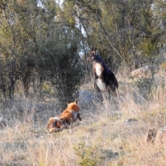 Vulpes vulpes (Red Fox) at Tuggeranong DC, ACT - 3 Sep 2021 by HelenCross