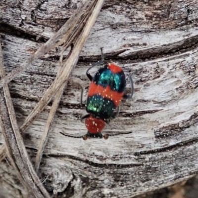 Dicranolaius bellulus (Red and Blue Pollen Beetle) at Aranda Bushland - 3 Sep 2021 by CathB