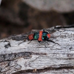 Dicranolaius bellulus at Aranda, ACT - 3 Sep 2021 02:26 PM