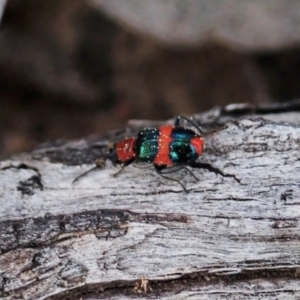 Dicranolaius bellulus at Aranda, ACT - 3 Sep 2021