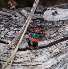 Dicranolaius bellulus at Aranda, ACT - 3 Sep 2021