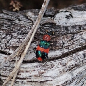 Dicranolaius bellulus at Aranda, ACT - 3 Sep 2021