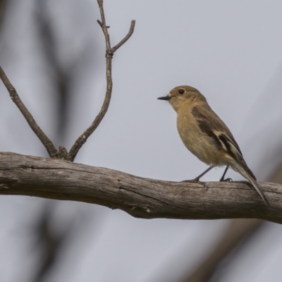 Petroica phoenicea (Flame Robin) at Majura, ACT - 31 Aug 2021 by trevsci