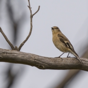 Petroica phoenicea at Majura, ACT - 31 Aug 2021