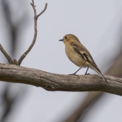 Petroica phoenicea at Majura, ACT - 31 Aug 2021