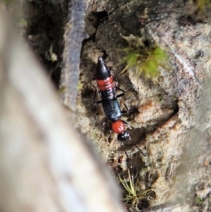 Paederus sp. (genus) at Holt, ACT - 3 Sep 2021