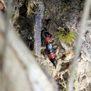 Paederus sp. (genus) at Holt, ACT - 3 Sep 2021 03:03 PM