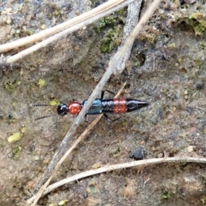 Paederus sp. (genus) at Holt, ACT - 3 Sep 2021 03:03 PM