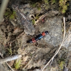 Paederus sp. (genus) at Holt, ACT - 3 Sep 2021 03:03 PM