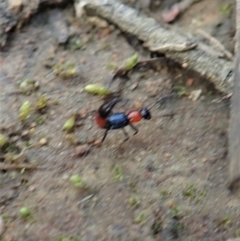 Paederus sp. (genus) at Holt, ACT - 3 Sep 2021