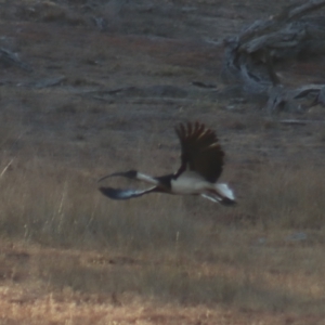 Threskiornis spinicollis at Gundaroo, NSW - 21 Jan 2019 07:18 PM