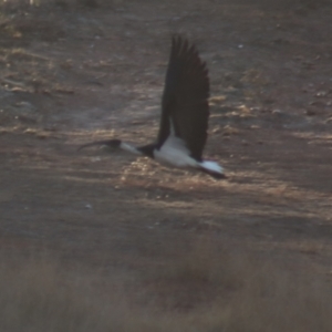 Threskiornis spinicollis at Gundaroo, NSW - 21 Jan 2019 07:18 PM