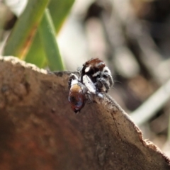 Maratus calcitrans (Kicking peacock spider) at Aranda Bushland - 3 Sep 2021 by CathB