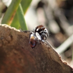 Maratus calcitrans at Aranda, ACT - suppressed