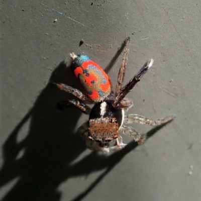 Maratus pavonis (Dunn's peacock spider) at Cook, ACT - 3 Sep 2021 by CathB