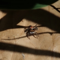 Maratus pavonis at Cook, ACT - 3 Sep 2021