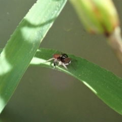 Maratus pavonis at Cook, ACT - 3 Sep 2021