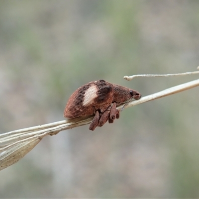 Gonipterus pulverulentus (Eucalyptus weevil) at Aranda Bushland - 25 Aug 2021 by CathB