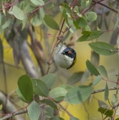 Melithreptus lunatus (White-naped Honeyeater) at Mount Ainslie - 31 Aug 2021 by trevsci