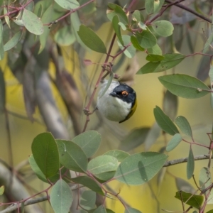 Melithreptus lunatus at Majura, ACT - 31 Aug 2021