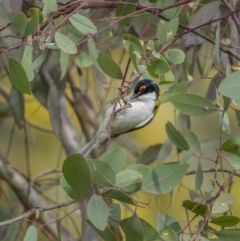 Melithreptus lunatus at Majura, ACT - 31 Aug 2021 02:14 PM