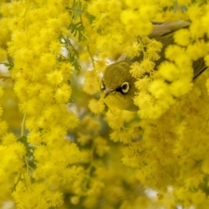 Zosterops lateralis at Majura, ACT - 31 Aug 2021