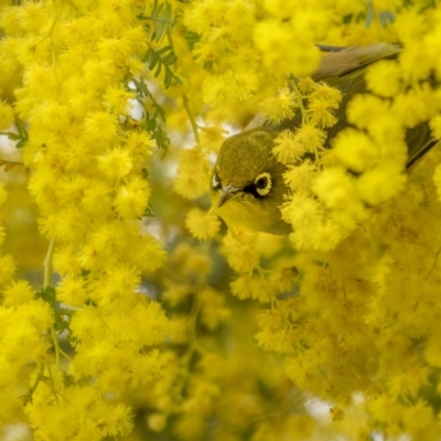 Zosterops lateralis (Silvereye) at Majura, ACT - 31 Aug 2021 by trevsci