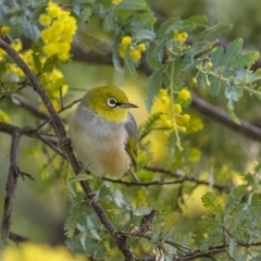 Zosterops lateralis at Majura, ACT - 31 Aug 2021