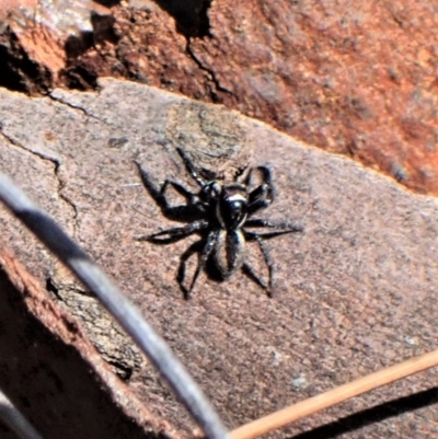 Jotus auripes (Jumping spider) at Aranda Bushland - 3 Jul 2021 by CathB