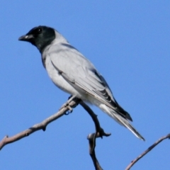 Coracina novaehollandiae (Black-faced Cuckooshrike) at Albury - 1 Sep 2021 by PaulF