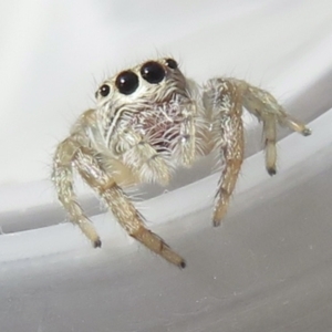 Opisthoncus sp. (genus) at Narrabundah, ACT - 3 Sep 2021