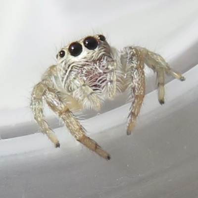 Opisthoncus sp. (genus) (Opisthoncus jumping spider) at Narrabundah, ACT - 3 Sep 2021 by RobParnell