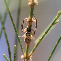 Unidentified Jumping or peacock spider (Salticidae) at Cook, ACT - 2 Mar 2021 by Tammy