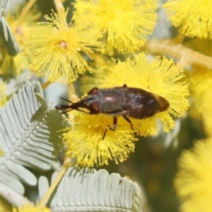 Stomorhina discolor at Cook, ACT - 7 Aug 2021