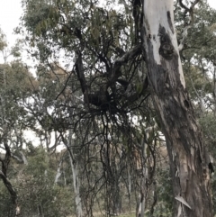 Amyema miquelii (Box Mistletoe) at Red Hill Nature Reserve - 30 Aug 2021 by Tapirlord