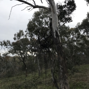 Amyema miquelii at Deakin, ACT - 30 Aug 2021