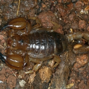 Urodacus manicatus at Majura, ACT - 30 Aug 2021