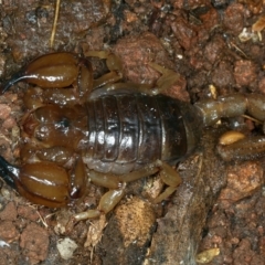 Urodacus manicatus (Black Rock Scorpion) at Majura, ACT - 30 Aug 2021 by jbromilow50