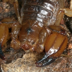 Urodacus manicatus at Majura, ACT - 30 Aug 2021 02:51 PM