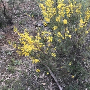 Acacia buxifolia subsp. buxifolia at Red Hill, ACT - 30 Aug 2021