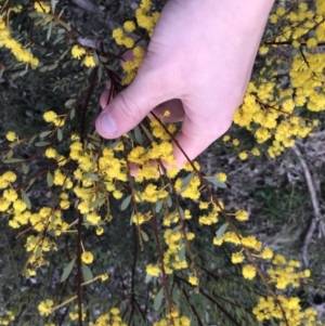 Acacia buxifolia subsp. buxifolia at Red Hill, ACT - 30 Aug 2021