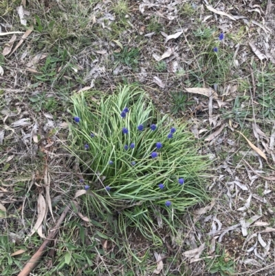 Muscari armeniacum (Grape Hyacinth) at Red Hill Nature Reserve - 30 Aug 2021 by Tapirlord