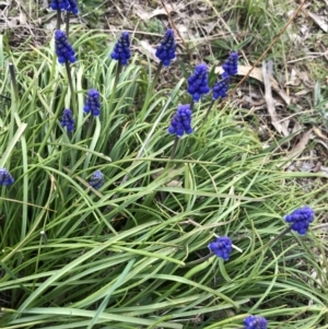 Muscari armeniacum at Red Hill, ACT - 30 Aug 2021