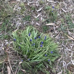 Muscari armeniacum at Red Hill, ACT - 30 Aug 2021 04:35 PM