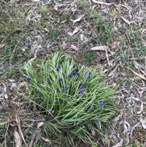 Muscari armeniacum at Red Hill, ACT - 30 Aug 2021 04:35 PM