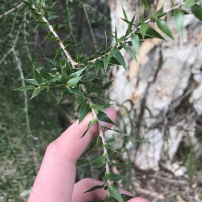 Melaleuca styphelioides (Prickly-leaved Tea-tree) at Red Hill Nature Reserve - 30 Aug 2021 by Tapirlord