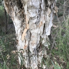 Melaleuca styphelioides at Deakin, ACT - 30 Aug 2021