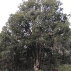 Melaleuca styphelioides at Deakin, ACT - 30 Aug 2021