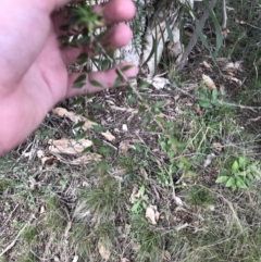 Melaleuca styphelioides at Deakin, ACT - 30 Aug 2021