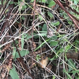 Convolvulus angustissimus subsp. angustissimus at Deakin, ACT - 30 Aug 2021